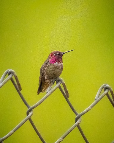 Anna's Hummingbird - James Kendall