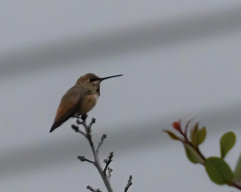 Allen's Hummingbird - James Kendall