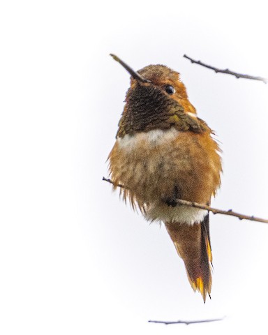 Allen's Hummingbird - James Kendall