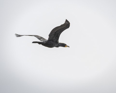 Double-crested Cormorant - James Kendall