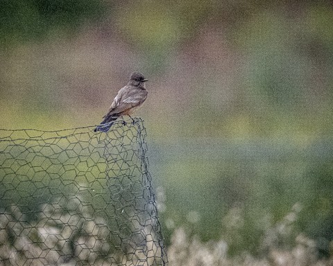 Say's Phoebe - James Kendall