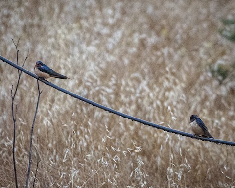 Barn Swallow - James Kendall