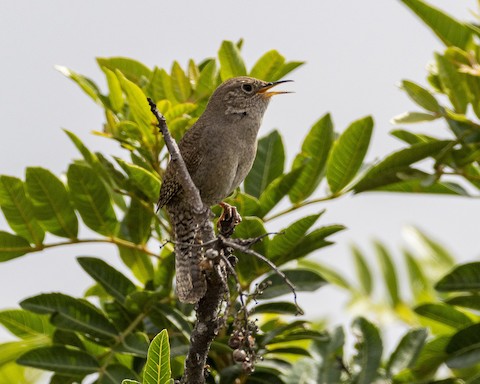 House Wren - James Kendall