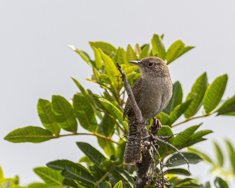 House Wren - James Kendall