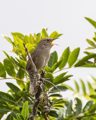 House Wren - James Kendall