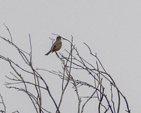 American Robin - James Kendall