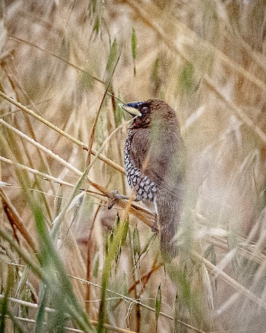 Scaly-breasted Munia - James Kendall