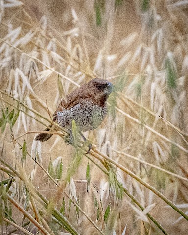 Scaly-breasted Munia - James Kendall