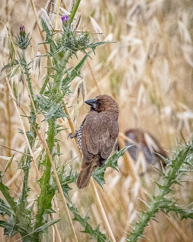 Scaly-breasted Munia - James Kendall