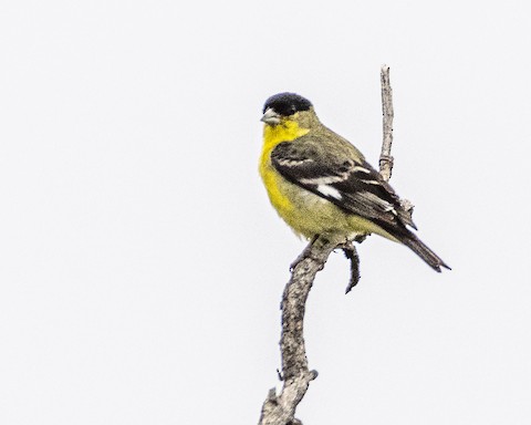 Lesser Goldfinch - James Kendall