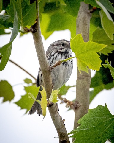 Song Sparrow - James Kendall