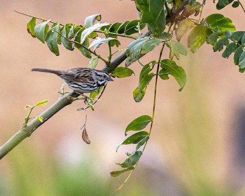 Song Sparrow - James Kendall