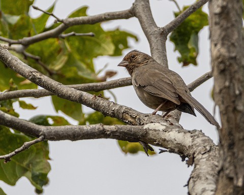 California Towhee - James Kendall