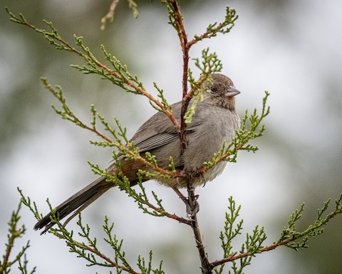 California Towhee - James Kendall