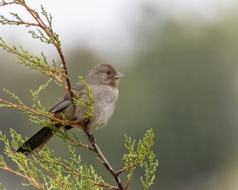 California Towhee - James Kendall