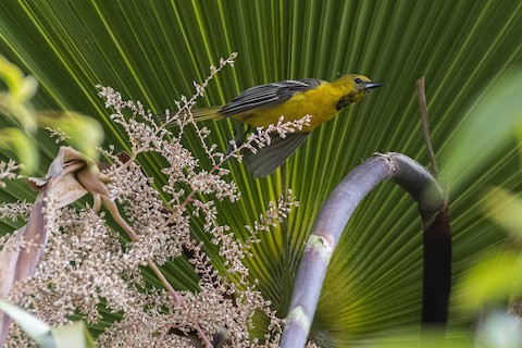 Hooded Oriole - James Kendall