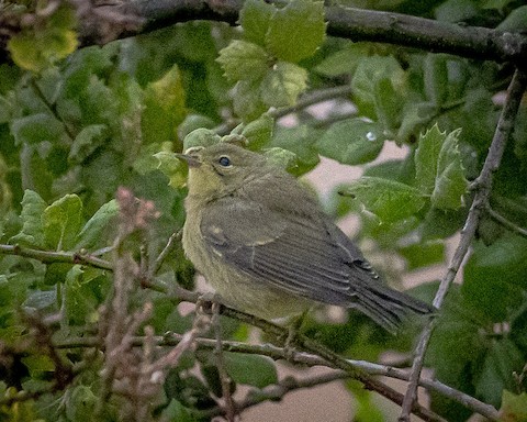 Orange-crowned Warbler - James Kendall