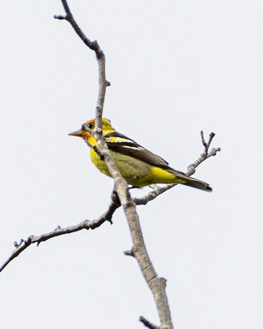 Western Tanager - James Kendall