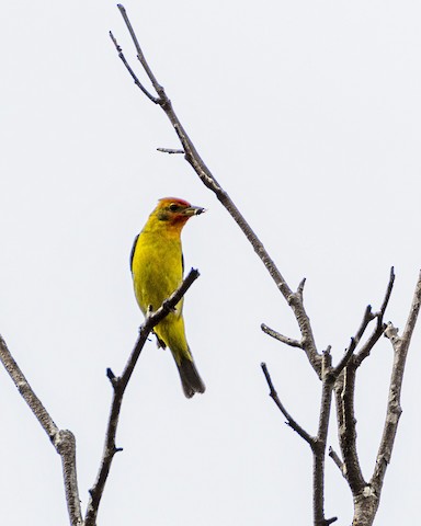 Western Tanager - James Kendall