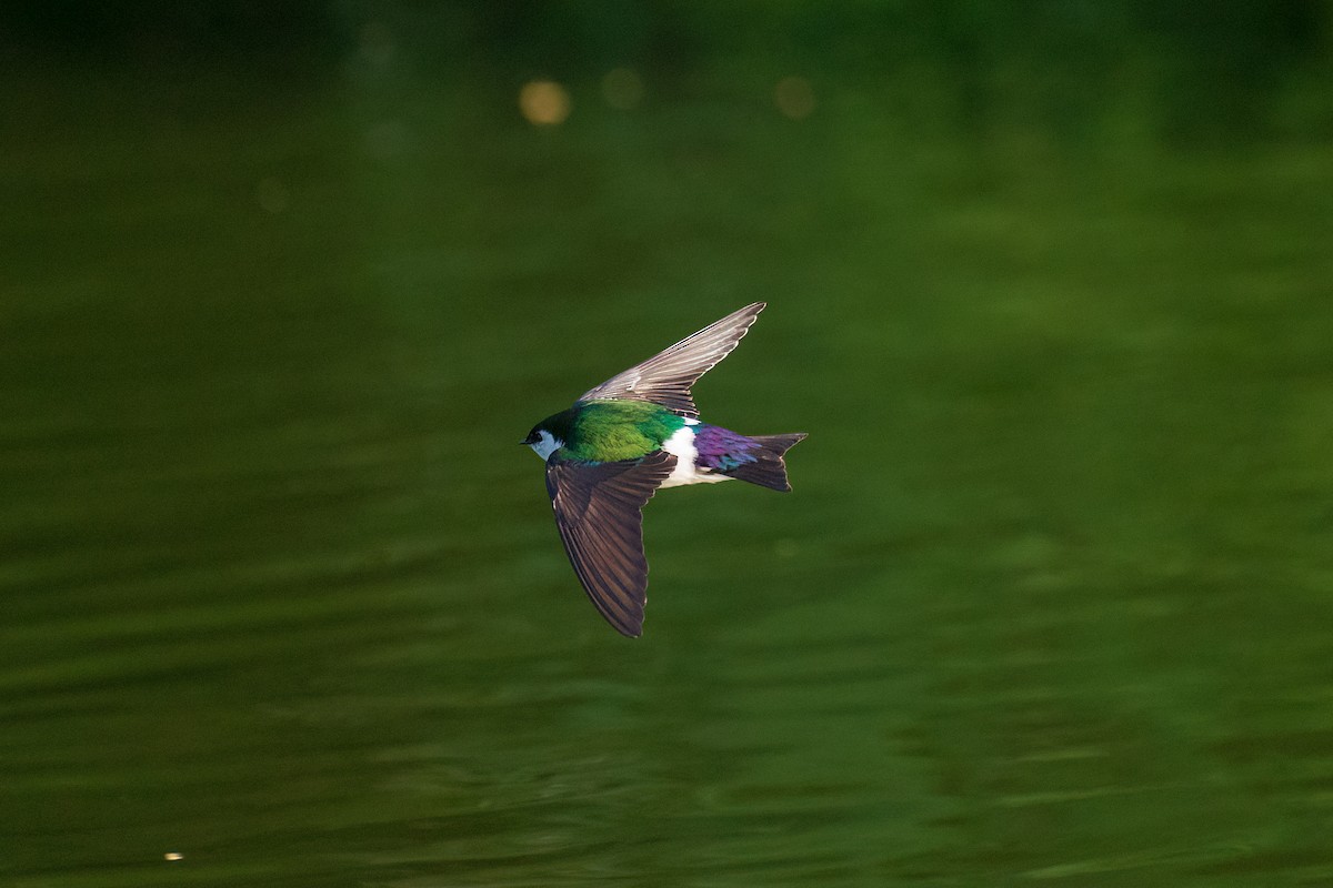 Violet-green Swallow - ML441476111