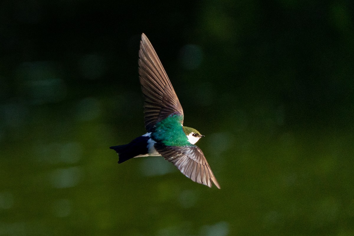 Violet-green Swallow - ML441476131