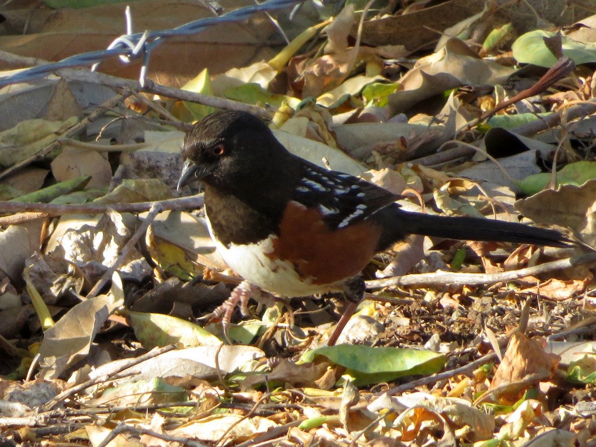 Spotted Towhee - ML441477781