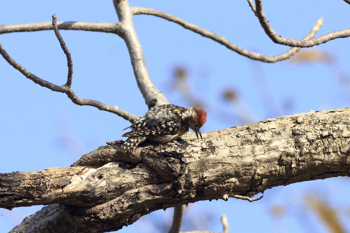 Yellow-crowned Woodpecker - ML441479801