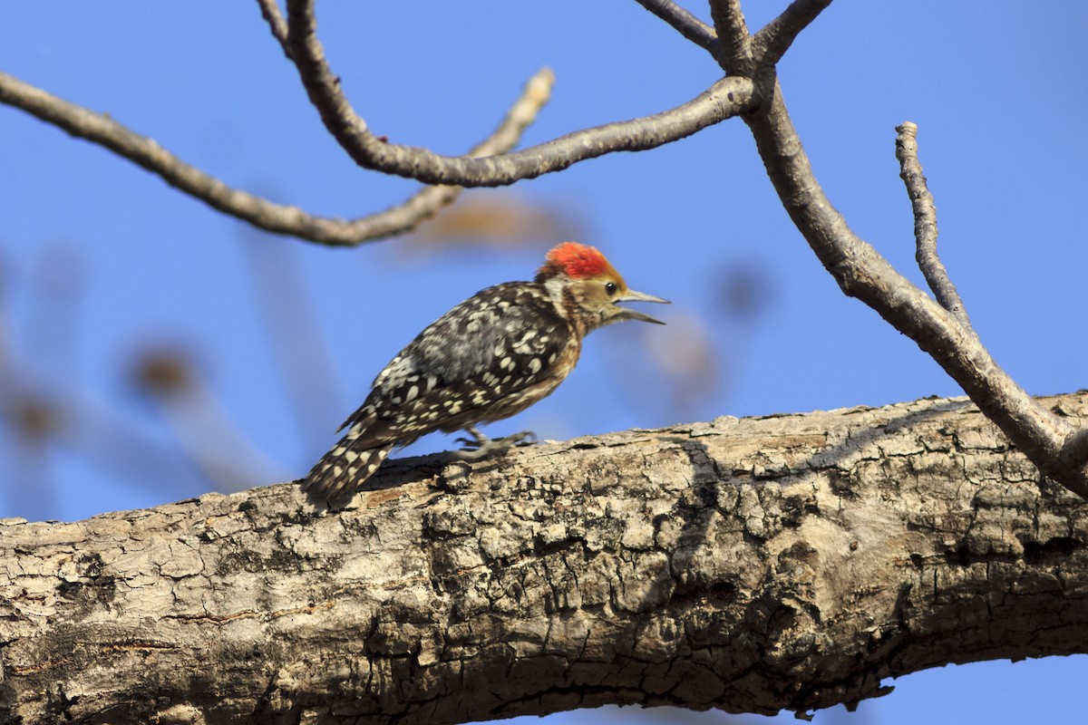 Yellow-crowned Woodpecker - ML441479971