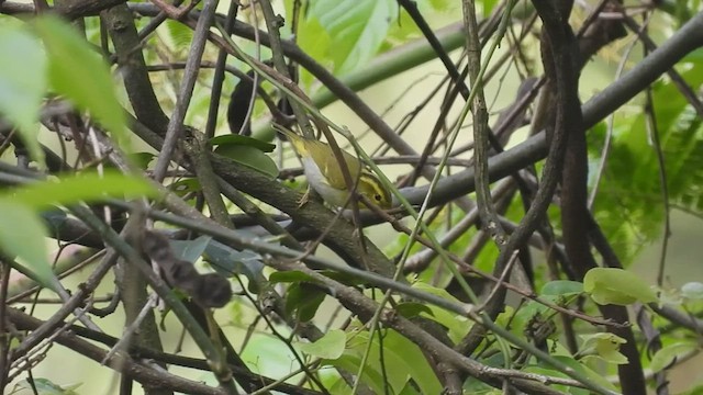 Yellow-vented Warbler - ML441480961
