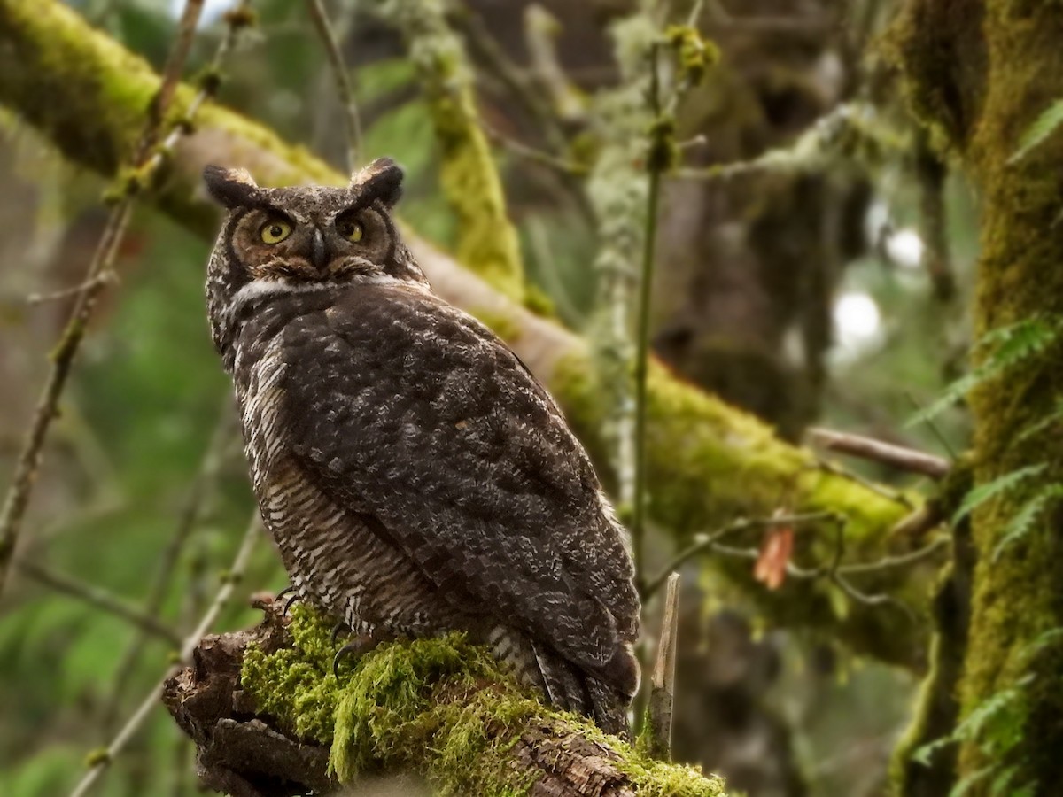 Great Horned Owl - ML441482071