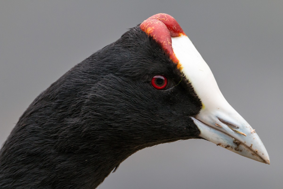 Red-knobbed Coot - ML441485881