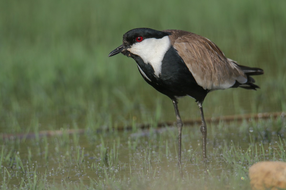 Spur-winged Lapwing - דויד סבן