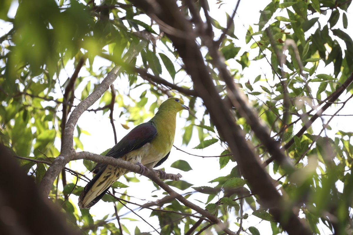 White-bellied Green-Pigeon - ML441499031