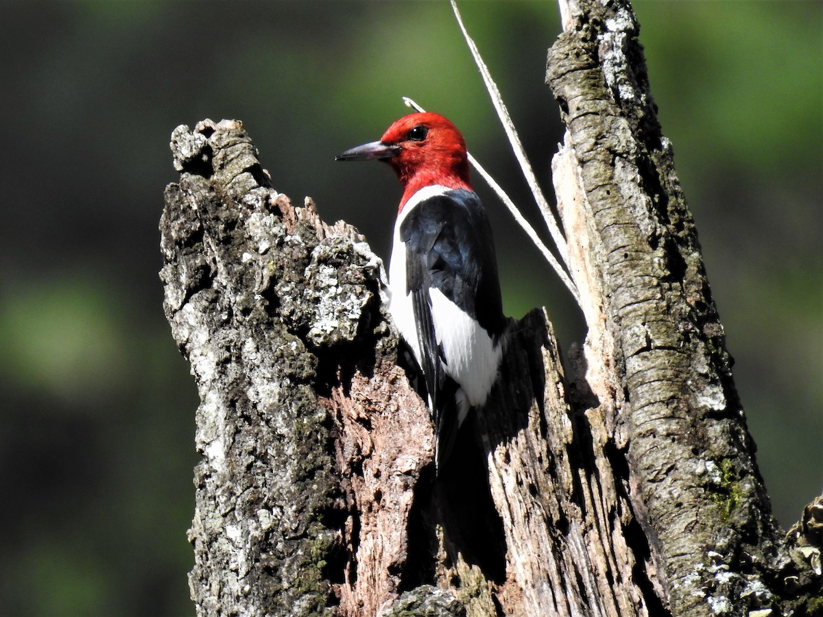 Red-headed Woodpecker - ML441505611