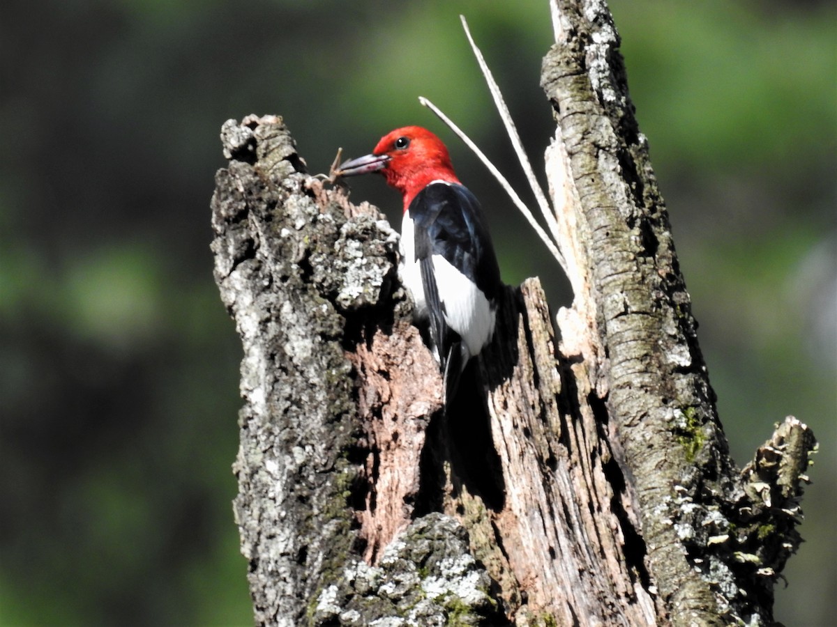 Red-headed Woodpecker - ML441505641