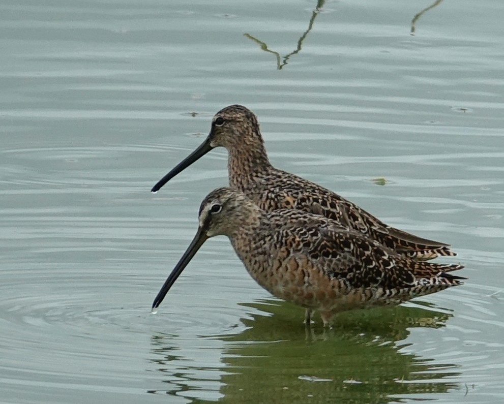 Long-billed Dowitcher - ML441512941