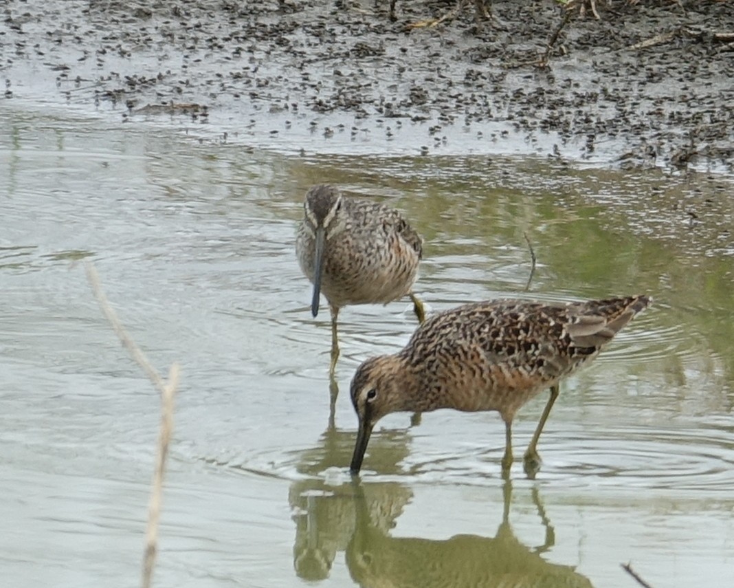 Long-billed Dowitcher - ML441512961