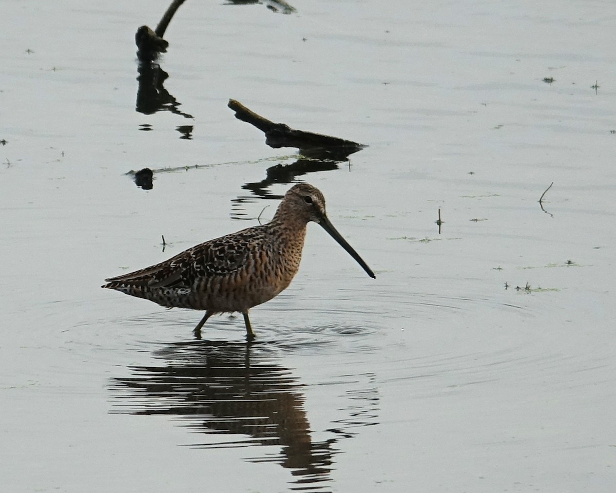 Long-billed Dowitcher - ML441512971