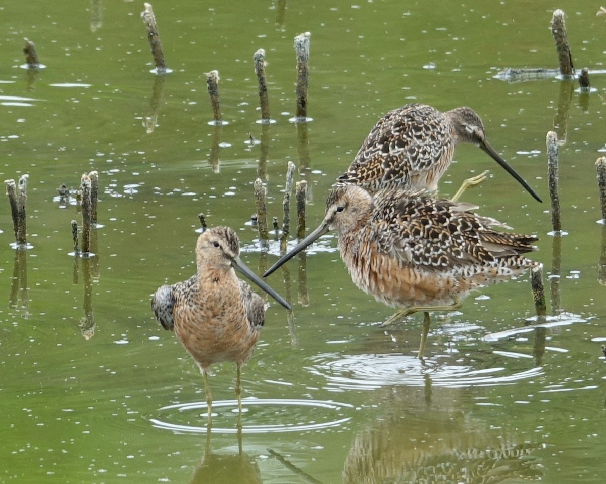 Long-billed Dowitcher - ML441512981