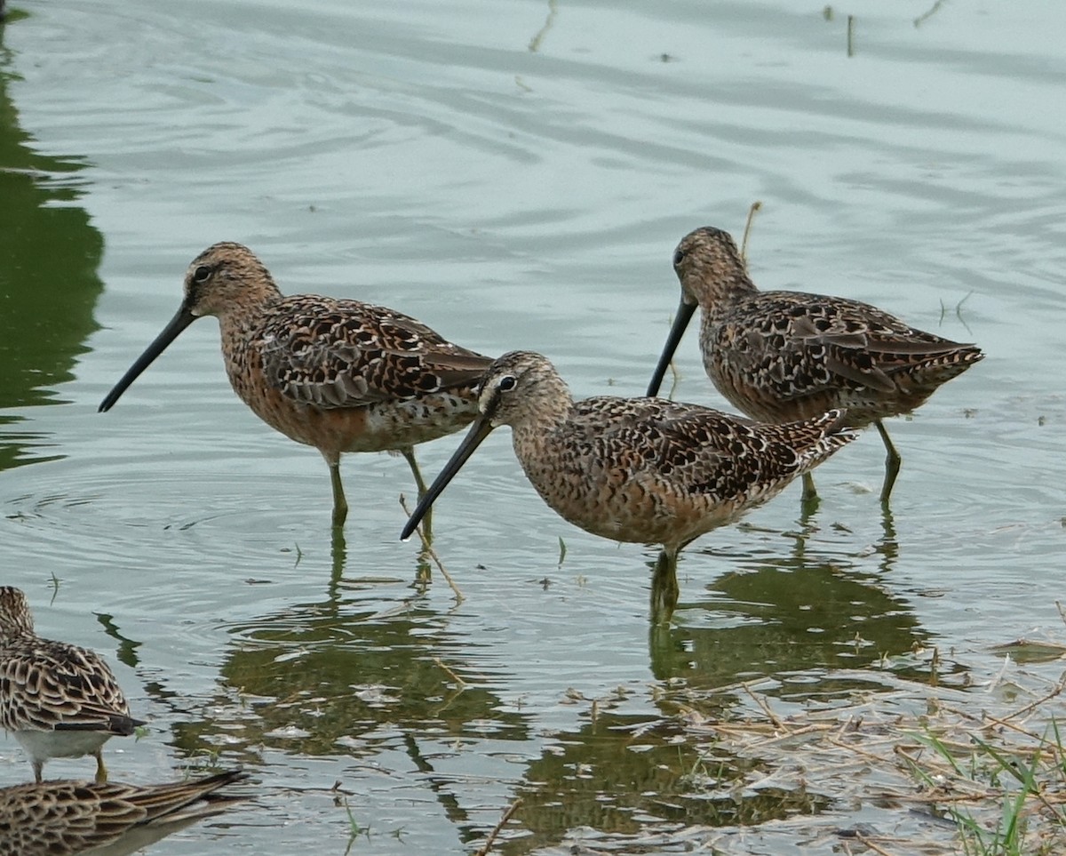 Long-billed Dowitcher - ML441512991