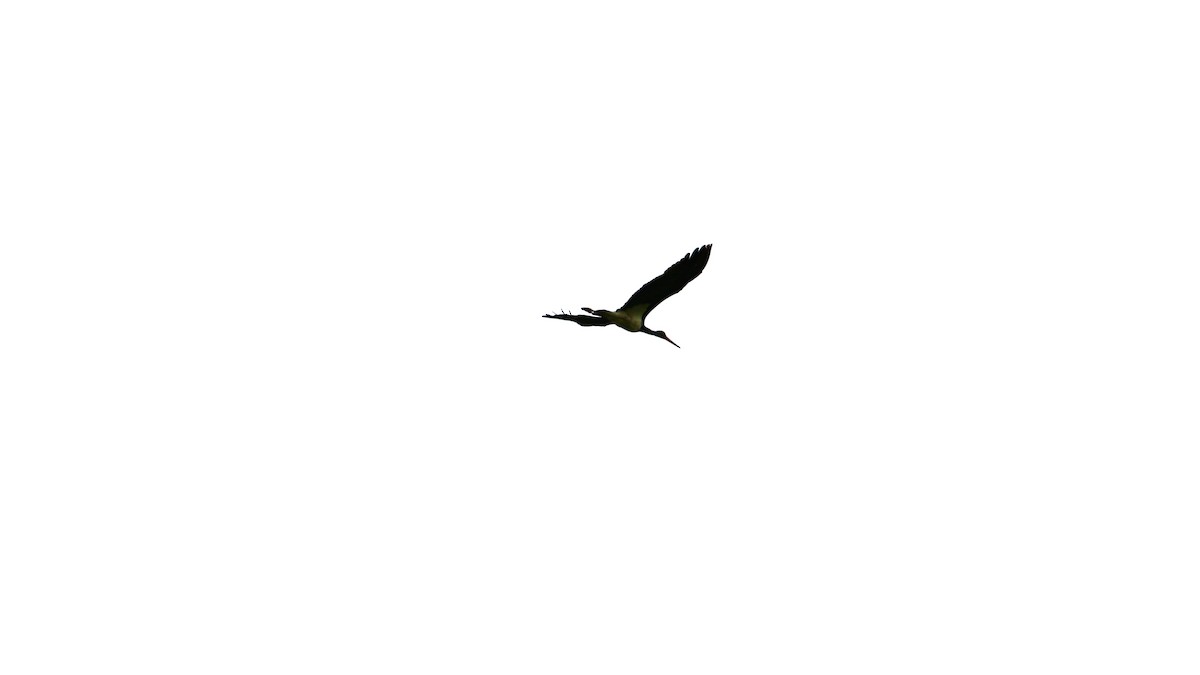 Black Stork - ML441521261
