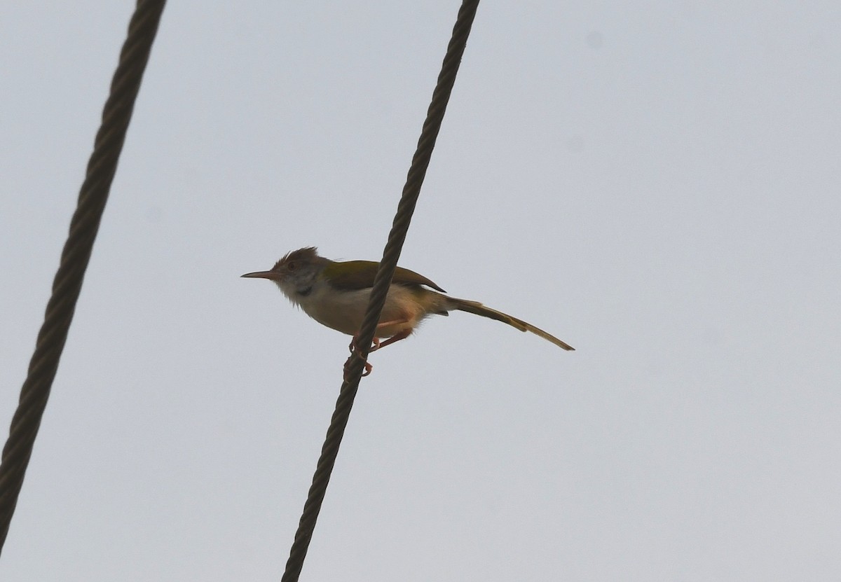 Common Tailorbird - mathew thekkethala