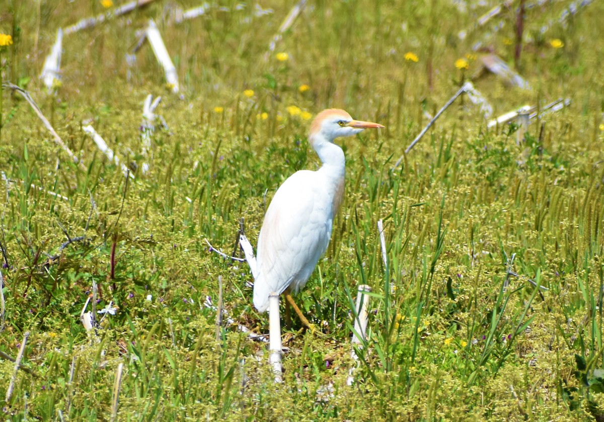 Cattle Egret - ML441528421