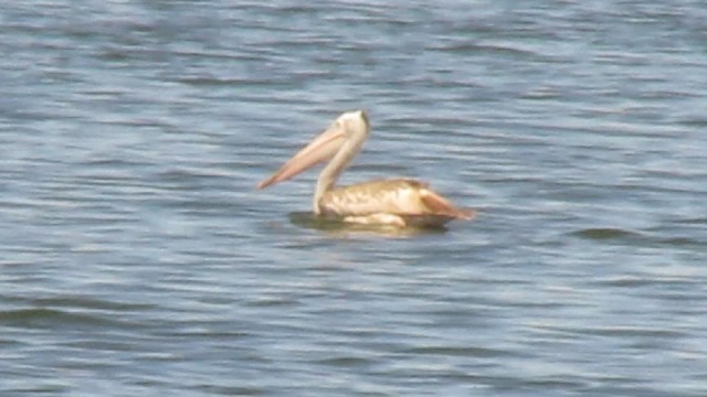 pelikán skvrnozobý - ML441530211