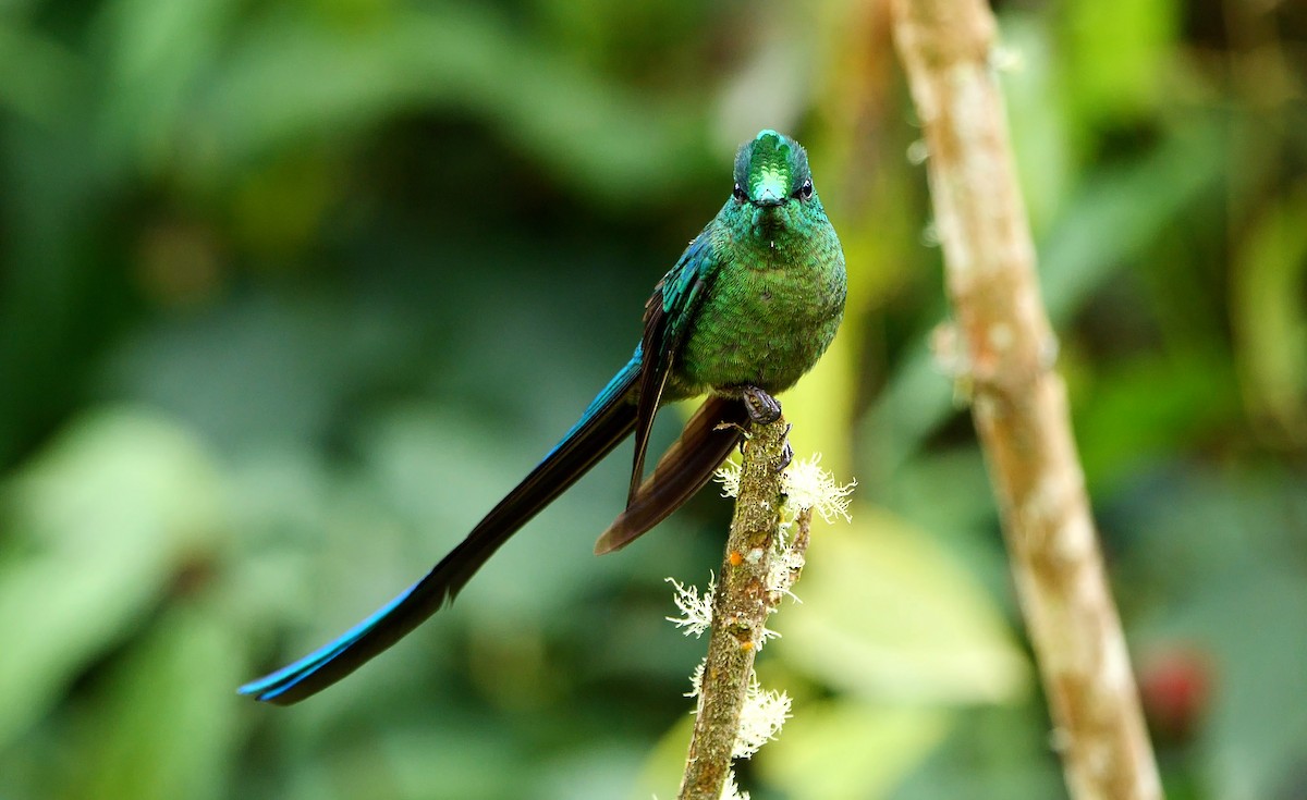 Long-tailed Sylph - ML441530641