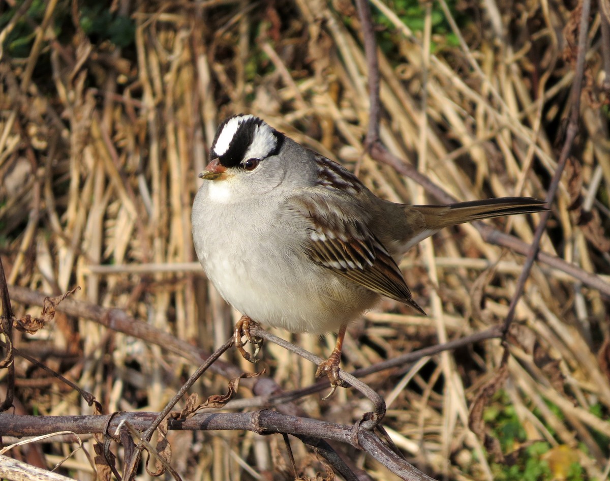 White-crowned Sparrow - Joe Sebastiani