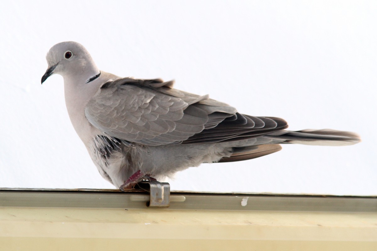 Eurasian Collared-Dove - Knut Hansen
