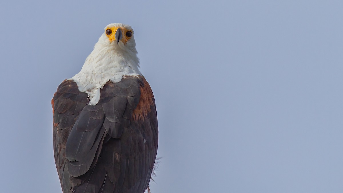 African Fish-Eagle - ML441536091