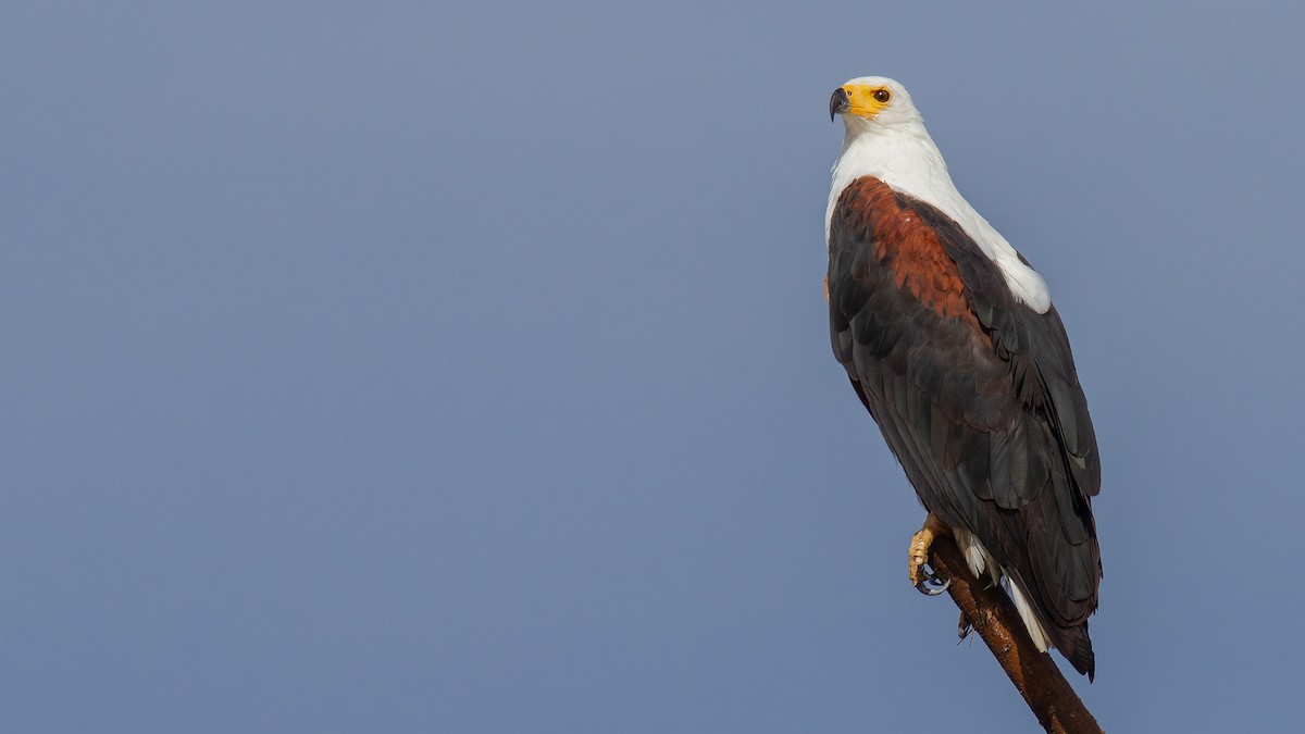 African Fish-Eagle - ML441536161