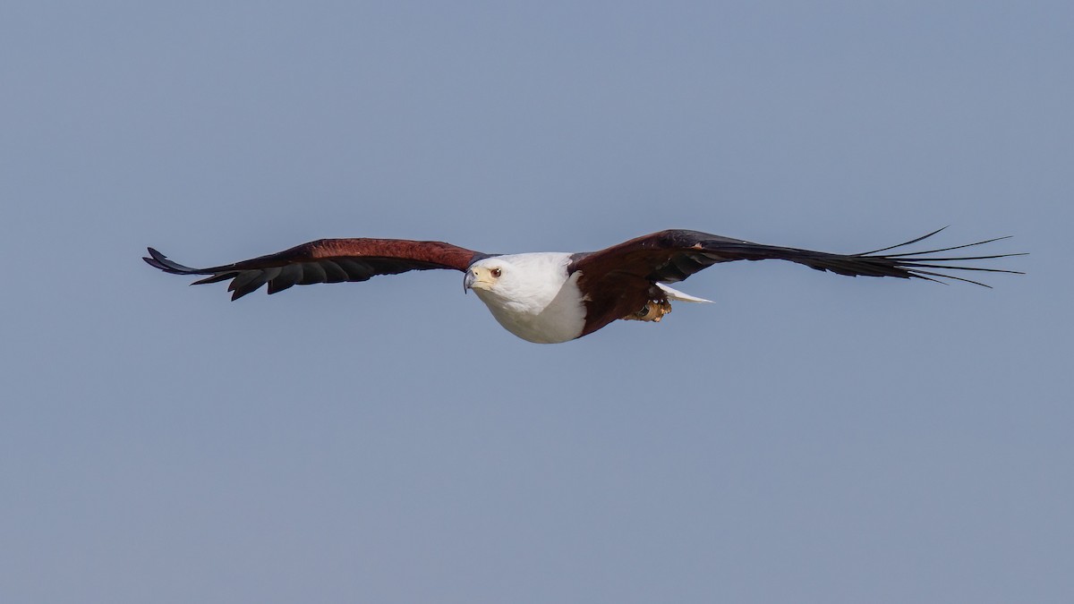 African Fish-Eagle - ML441536351